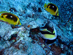 Chaetodon quadrimaculatus