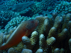 Paracirrhites forsteri