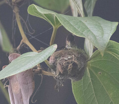 Selasphorus flammula