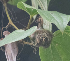 Selasphorus flammula