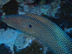 Gymnothorax meleagris