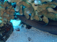 Gymnothorax meleagris
