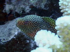 Gymnothorax meleagris