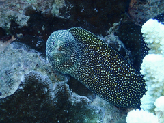 Gymnothorax meleagris