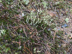 Cladonia subulata
