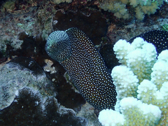 Gymnothorax meleagris