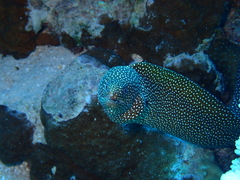Gymnothorax meleagris