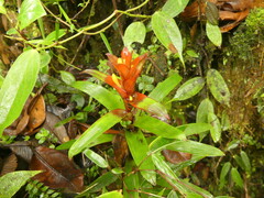 Guzmania