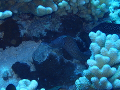 Gymnothorax meleagris