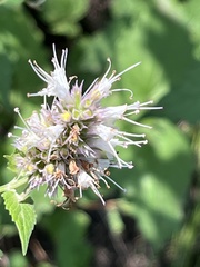 Agastache urticifolia