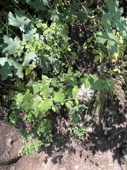 Agastache urticifolia