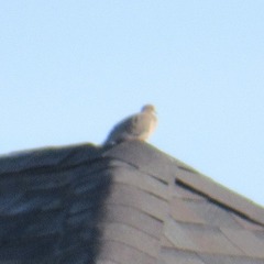 Zenaida macroura carolinensis