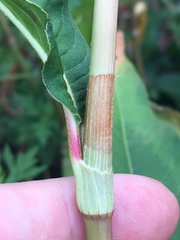 Persicaria extremiorientalis