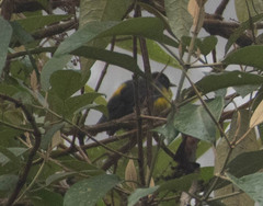 Phainoptila melanoxantha