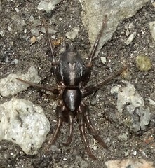Herpyllus ecclesiasticus