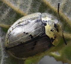 Physonota alutacea