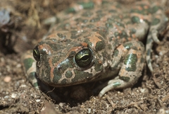 Bufotes viridis balearicus