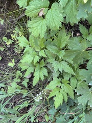 Actaea rubra neglecta