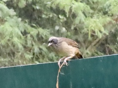 Pterorhinus perspicillatus