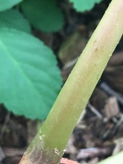 Persicaria extremiorientalis