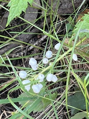 Actaea rubra neglecta