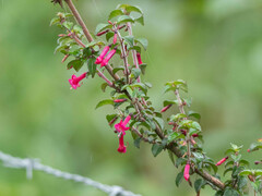 Fuchsia microphylla