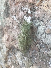 Usnea subfloridana