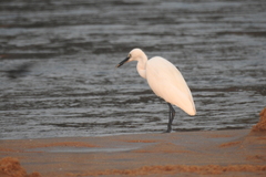 Egretta
