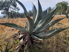 Agave salmiana