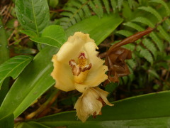 Maxillaria