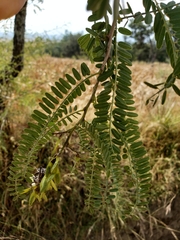 Eysenhardtia polystachya