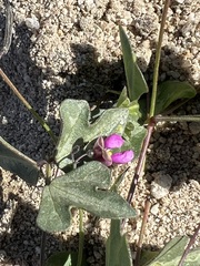 Phaseolus filiformis