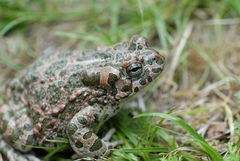 Bufotes viridis balearicus