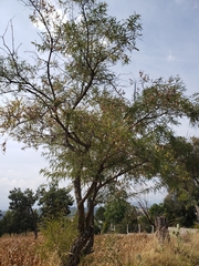 Eysenhardtia polystachya