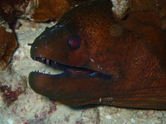 Gymnothorax javanicus