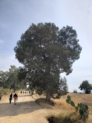 Juniperus deppeana