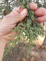 Juniperus deppeana