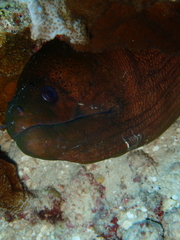 Gymnothorax javanicus