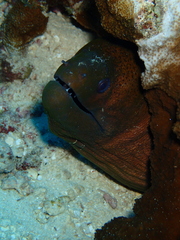 Gymnothorax javanicus