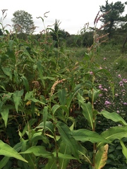 Persicaria extremiorientalis