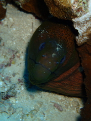 Gymnothorax javanicus