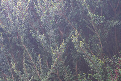 Escallonia myrtilloides