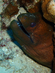 Gymnothorax javanicus