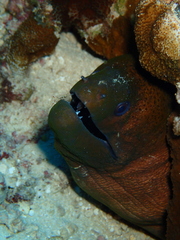 Gymnothorax javanicus