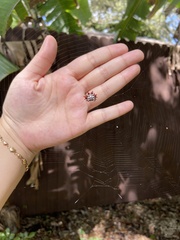 Gasteracantha cancriformis