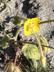 Chylismia