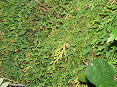 Selaginella repanda