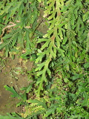 Selaginella repanda