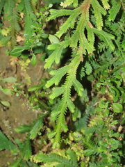 Selaginella repanda