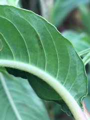 Persicaria extremiorientalis